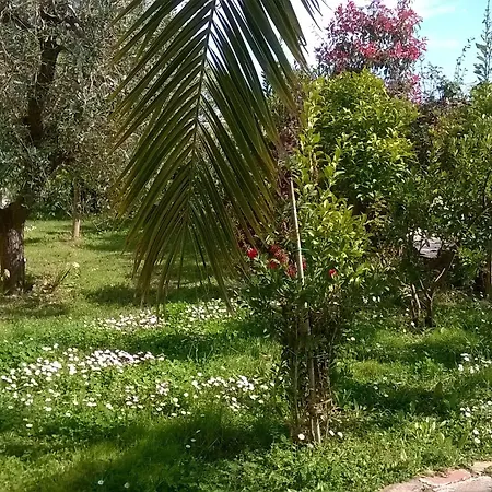 Bassari *