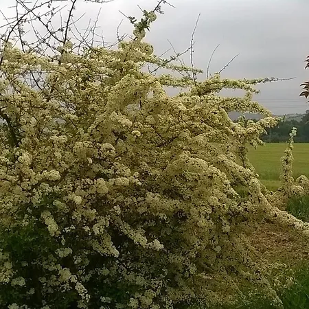 Bassari Sambuceto (Pescara)