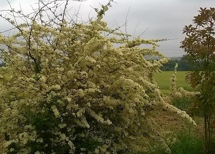 Bassari Sambuceto (Pescara)